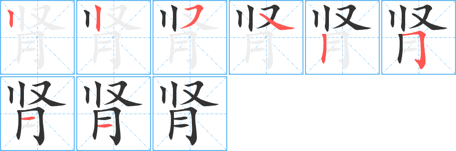 肾的笔顺写法