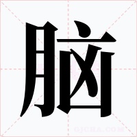 脑