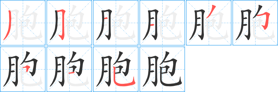 胞的笔顺写法