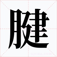 腱