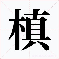 槙