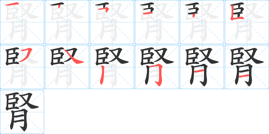 腎的笔顺写法