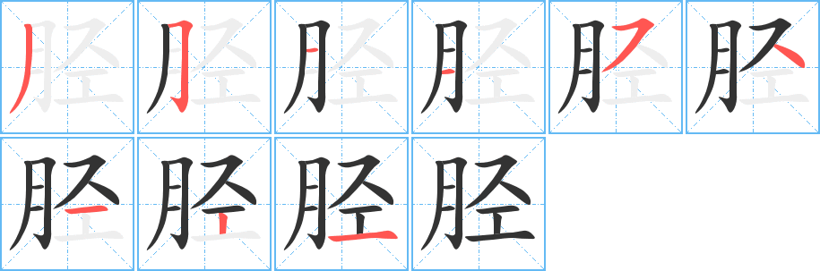 胫的笔顺写法