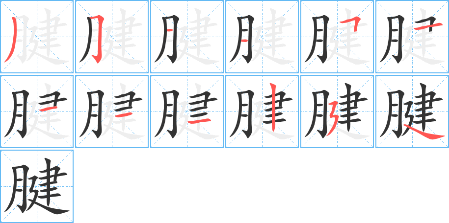 腱的笔顺写法