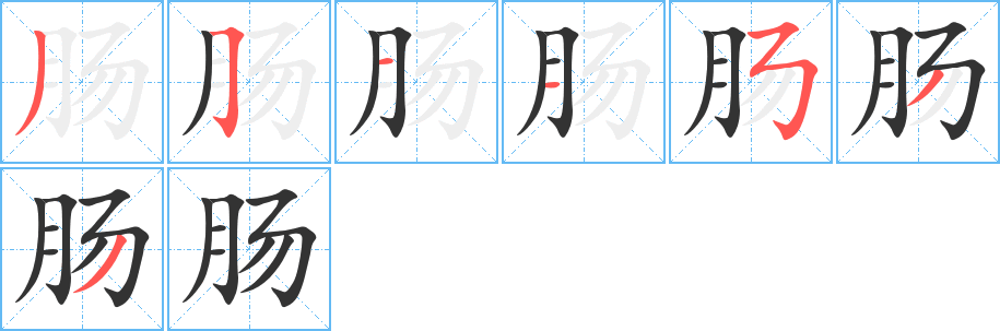 肠的笔顺写法